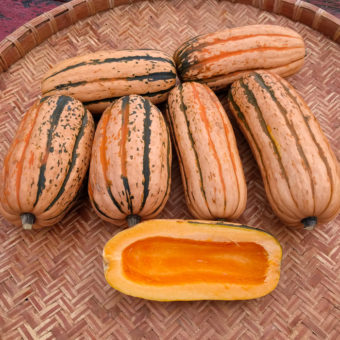 winter squash candystick dessert delicata Organic candystick dessert delicata seed