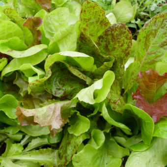 Adaptive Seeds Cool Season Lettuce Mix