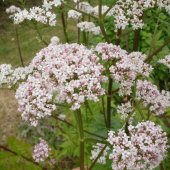 Anthos Arterner Valerian