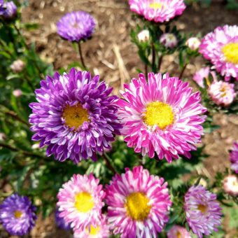 Aster, Matsumoto Striped Adaptive Mix