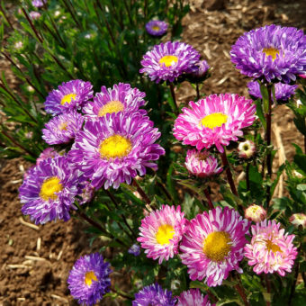 Aster, Matsumoto Striped Adaptive Mix