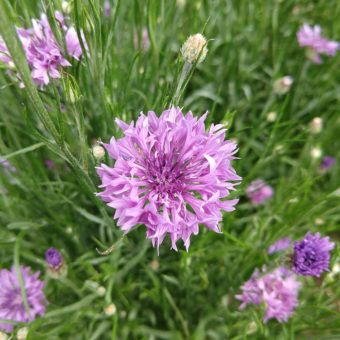 Bachelor Button, Mauve Ball