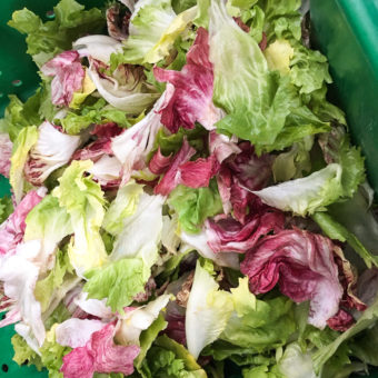 Bitter Is Better Chicory Mix