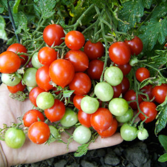 Tomato, Columbianum Wildform (Organic)
