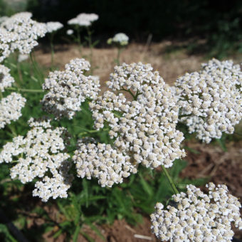 Danish Yarrow