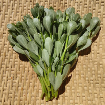 Purslane, French Green Leaf (Organic)