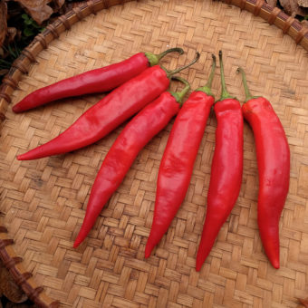 Hong Gochu Large Fruit Hot Pepper