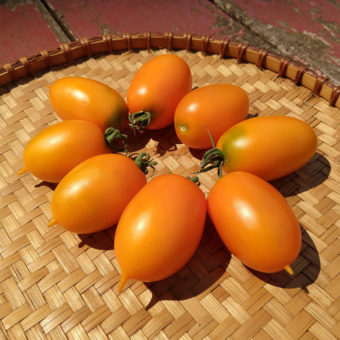 Organic Justyna Tomato seed