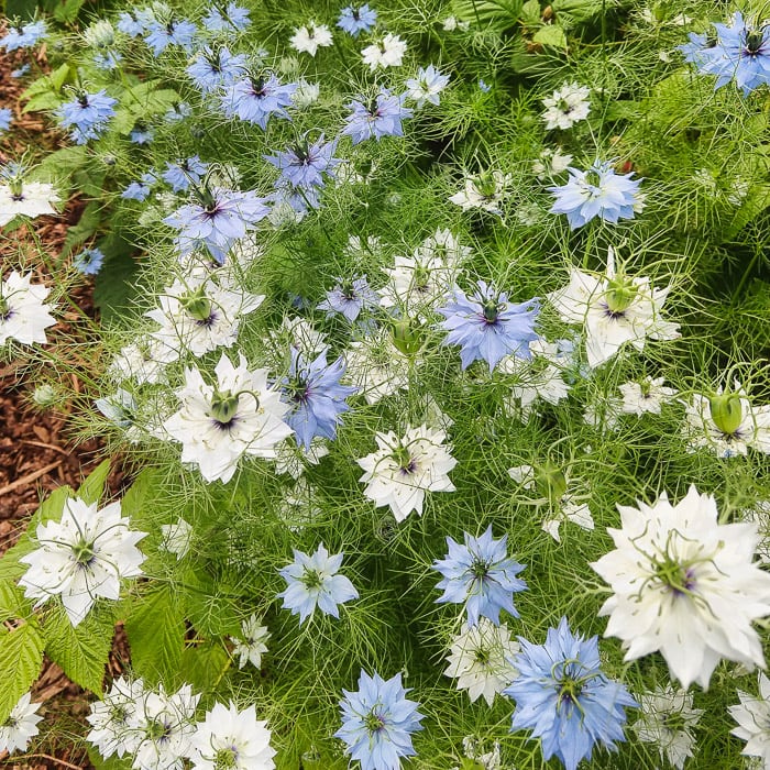 Nigella, Love-in-a-Mist (Organic)