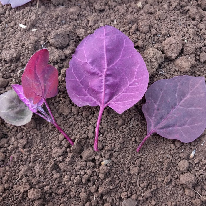 Orach Red Flash