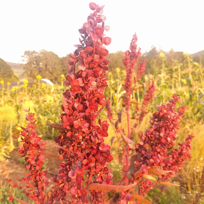Orach Red Flash