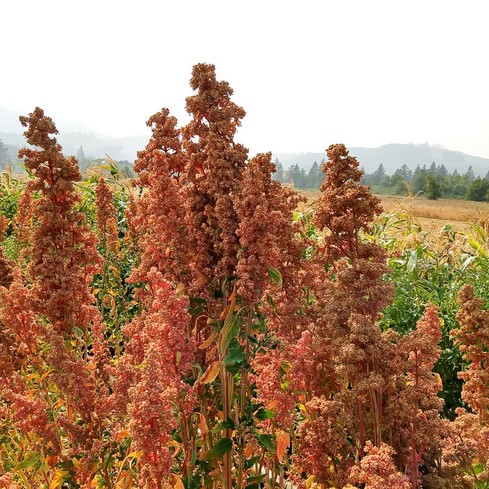 Quinoa, Apellewa