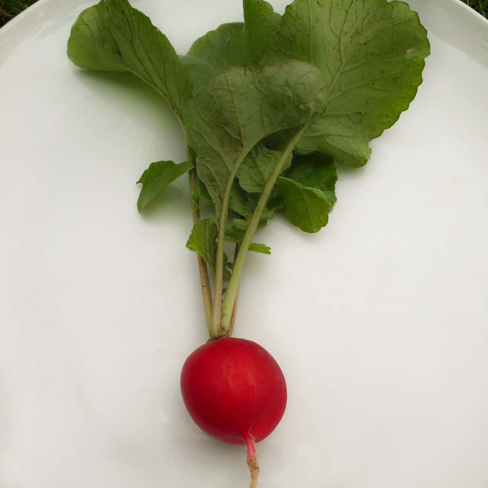 Organic Rudi radish seed