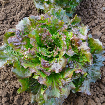 Lettuce, Saragossa (Organic)