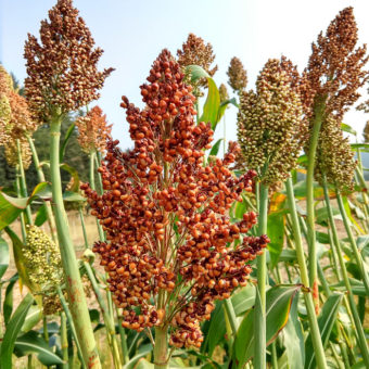 Sorghum, Ba Ye Qi