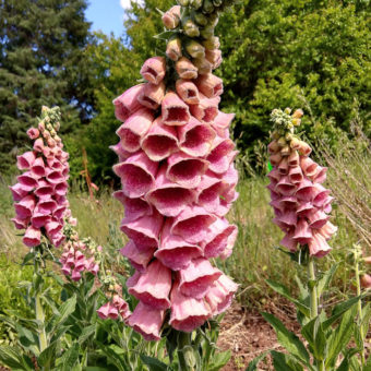 Strawberry Foxglove