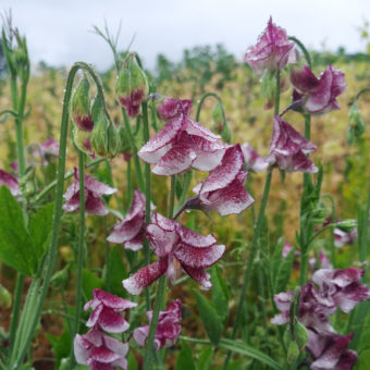 Sweet Pea, Wiltshire Ripple (Organic)