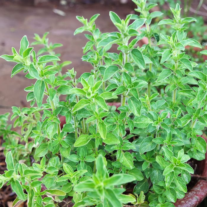 Greek White Flowered Oregano