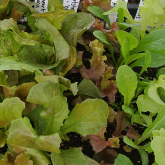 butterhead lettuce mix