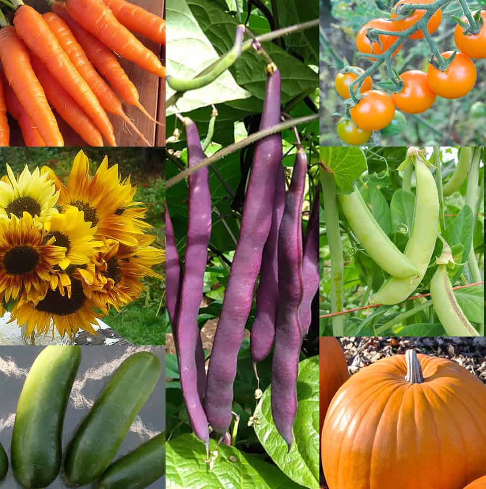 Seed Collections, Children's Garden Fun Spring-Summer (Organic)