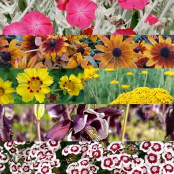 Organic Perennial flower lover collection