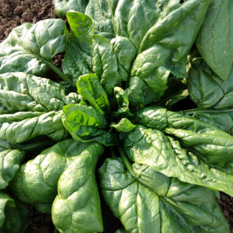 Matador Spinach