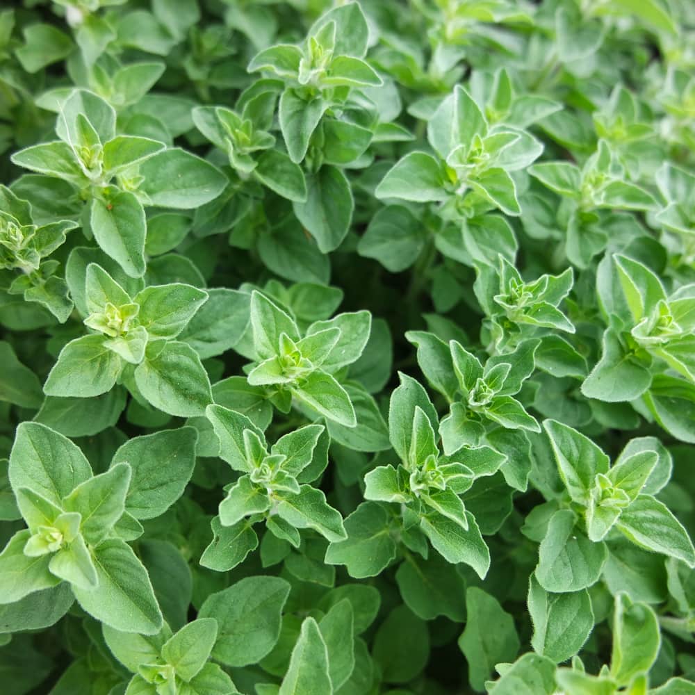 Oregano, White Flowered Greek (Organic)