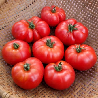 Tomato, Ararat Flame (Organic)