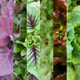Summer Fun Salad Mix (Organic)