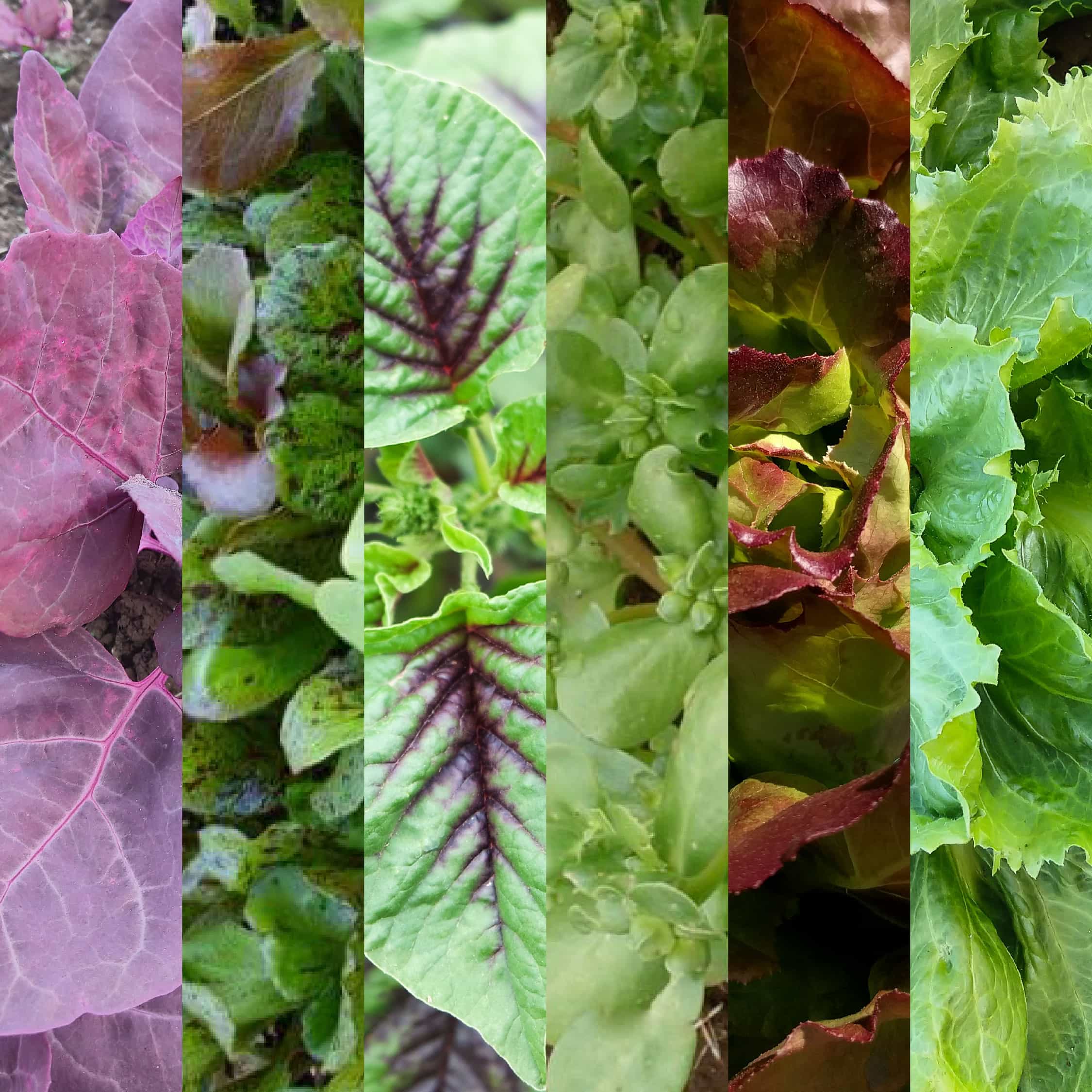 Summer Fun Salad Mix (Organic)