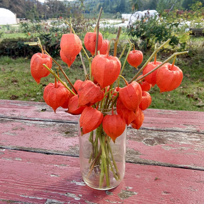 Chinese Lantern (Organic)