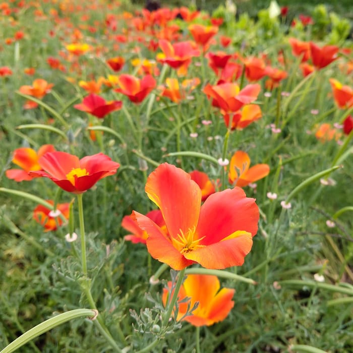 California Poppy, Copper Pot (Organic)