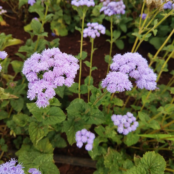 Organic Ageratum Dondo Blue seed