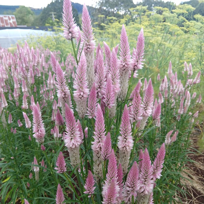 Celosia, Flamingo Feather (Organic) - Image 2