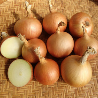 Onion, Franzisco (Organic)