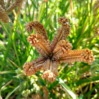 Millet, Dragon's Claw (Organic)