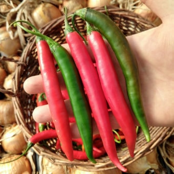 Hot Pepper, Prik Chi Faa (Organic)