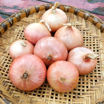Onion, Rose de Roscoff Keravel (Organic)