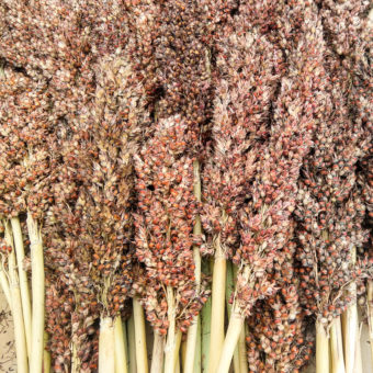 Sorghum, M61 Perennial (Organic)