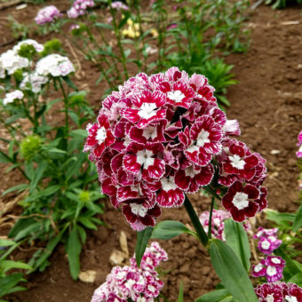 Sweet William, Hollandia Purple Crown mix Organic sweet William Hollandia Purple Crown mix Seed