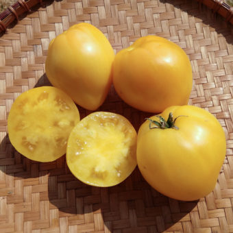 Tomato, Dwarf Lemon Ice (Organic)