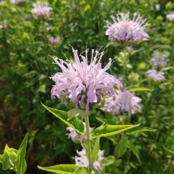Organic Wild Bergamont Bee Balm seed