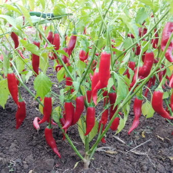 Aji Colorado Hot Pepper