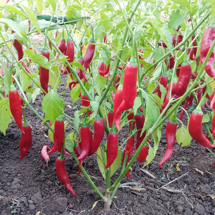 Hot Pepper, Aji Colorado (Organic) - Image 2