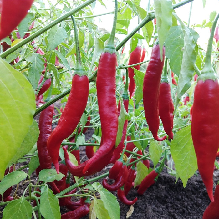 Hot Pepper, Aji Colorado (Organic)