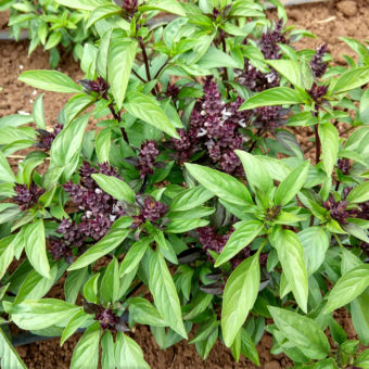 Organic Thai Basil Seed Golden Mountain Sweet