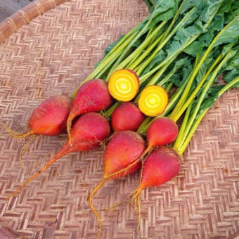 Touchstone Gold Beet Organic Touchstone Gold Beet Seeds