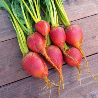 Organic Touchstone Gold Beet Seeds