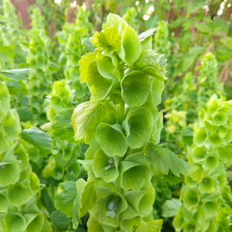 Organic Bells of Ireland Flower Seed