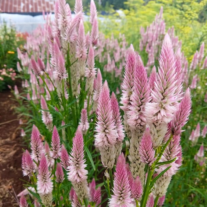 Celosia, Flamingo Feather (Organic)